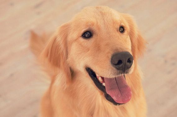 おっとりタイプが多い犬種って？