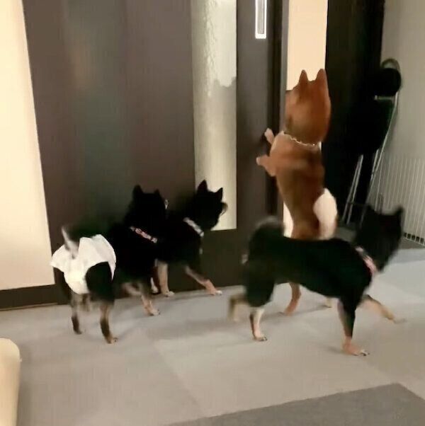 お姉ちゃんのことを出迎える犬たち