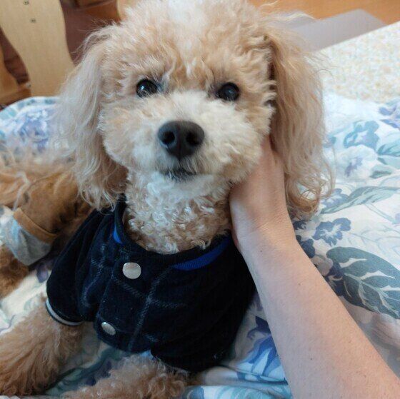 トイ・プードルのハービーちゃん