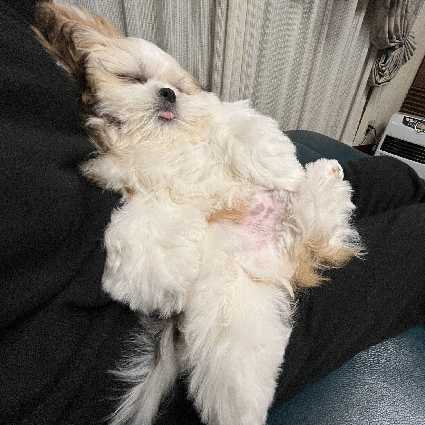 別の日の様子　飼い主さんのひざの上でぐっすり眠るオラフくん