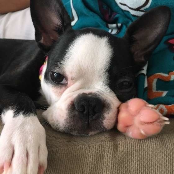 ボストン・テリアのむぎちゃん