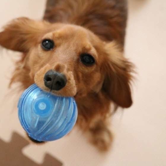 ミニチュア・ダックスフンド ユリアちゃん、ボール