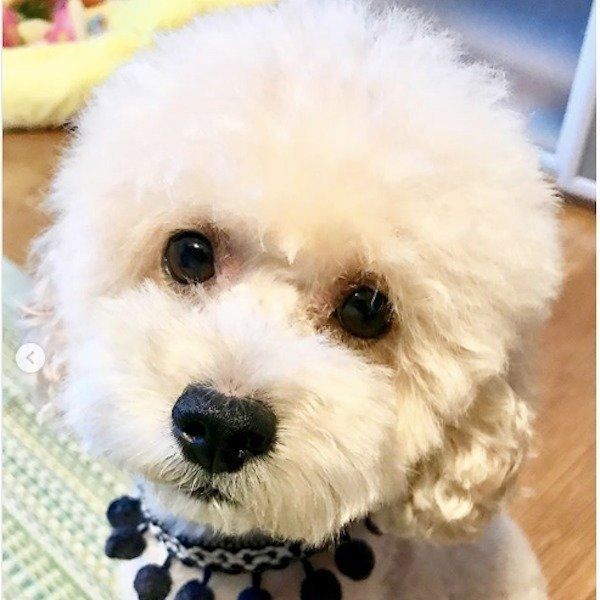 見つめるトイ・プードル