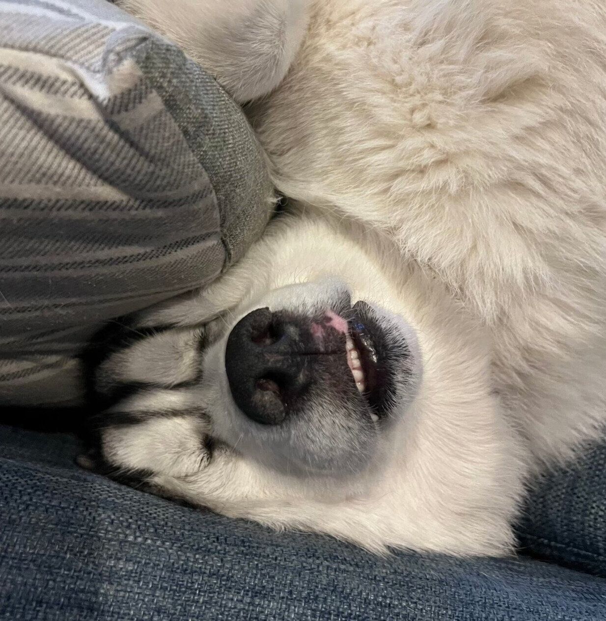 寝顔がスゴい琥珀くん