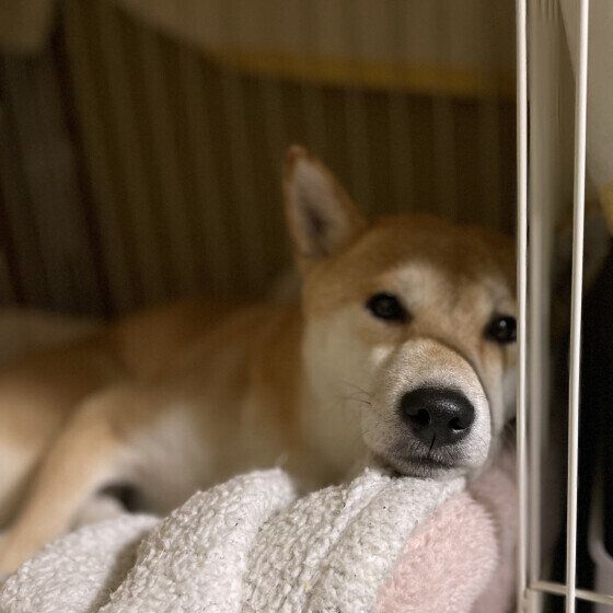 柴　リラックス
