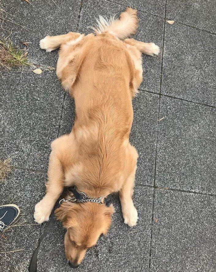 道路に伏せる小太朗くん（ゴールデン・レトリーバー、オス）