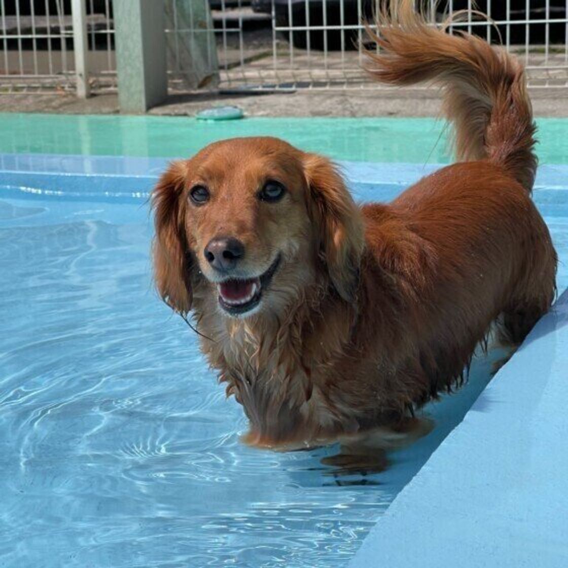 夏の3怖 犬が雷 水辺 車の移動を怖がる理由と対策を紹介 いぬのきもちweb Magazine 夏の3怖 犬が雷 水辺 車の移動を怖がる理由と対策を紹介 いぬのきもちweb Magazine