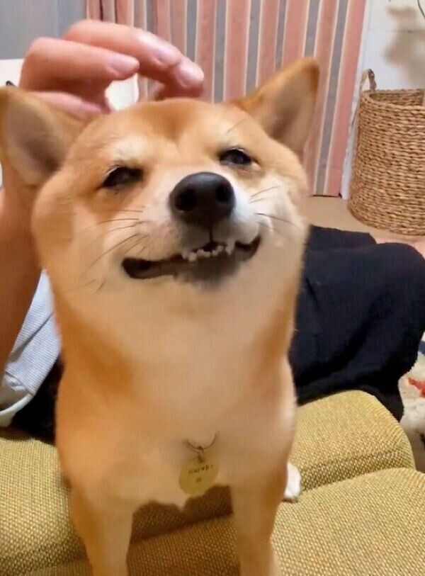 パパさんになでてもらって、うっとりした表情になるまるこちゃん