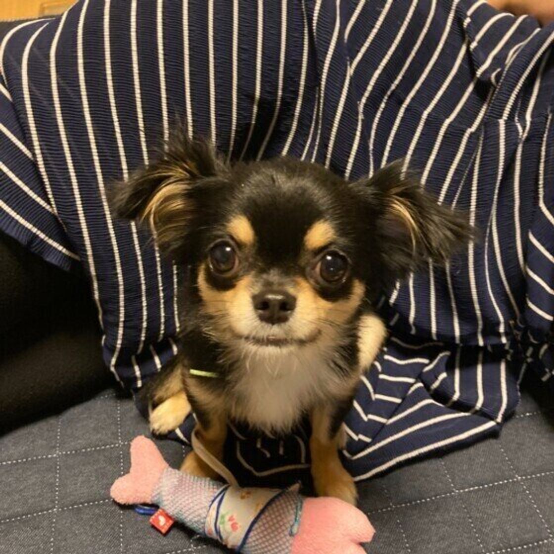犬が飼い主さんに お尻をくっつける 可愛い理由 いぬのきもちweb Magazine 犬が飼い主さんに お尻をくっつける 可愛い理由 いぬのきもちweb Magazine
