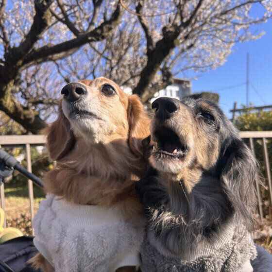 梅の花をバックに仲良く2ショットのワンちゃん