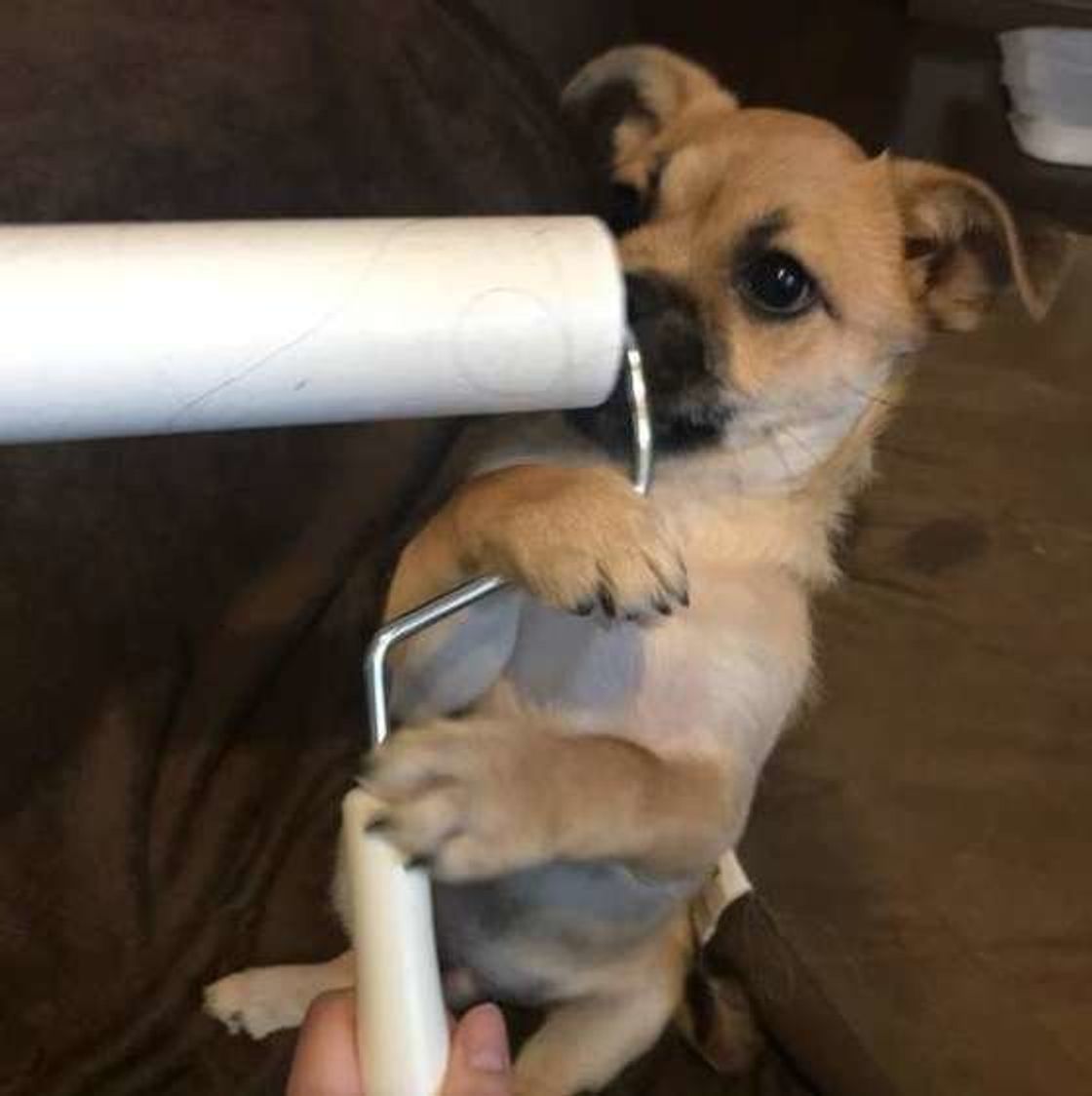 どいて なんて言えない 邪魔する犬 が可愛くて憎めない いぬのきもちweb Magazine どいて なんて言えない 邪魔する犬 が可愛くて憎めない いぬのきもちweb Magazine