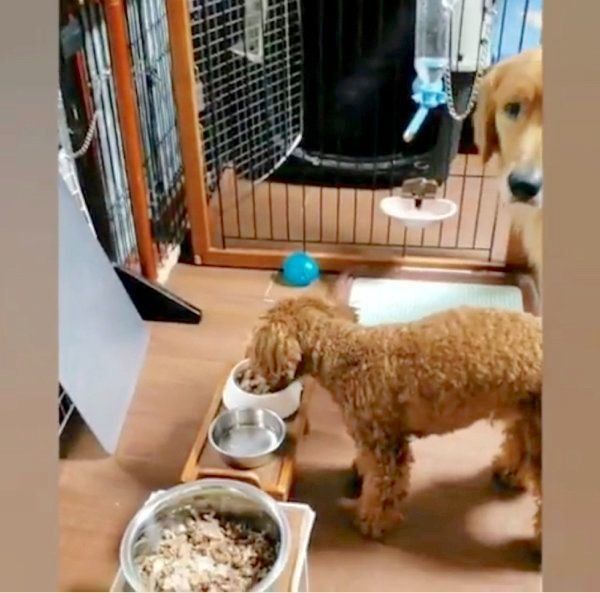 ごはんを食べるゴールデン・レトリーバーとトイ・プードル