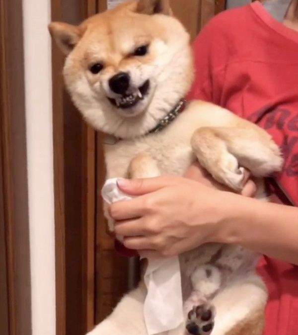 足拭きが嫌いな柴犬