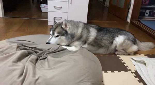 ぼーっとするシベリアン・ハスキー