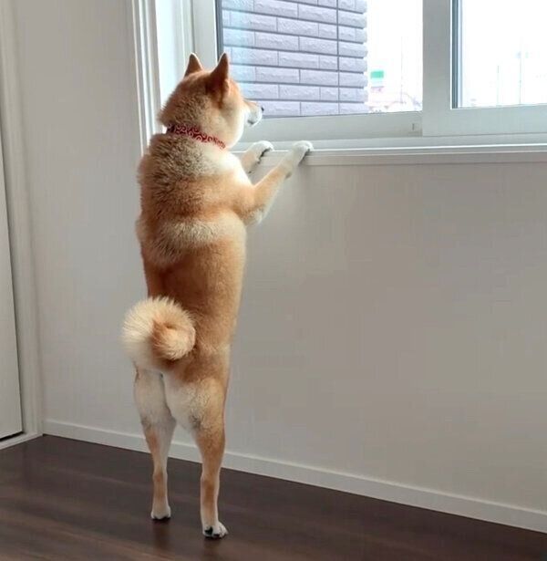 外を眺める味噌ちゃん