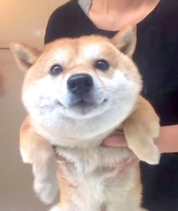 お風呂に入る豆柴