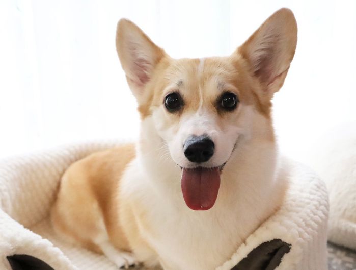 笑顔が可愛いあんずちゃん