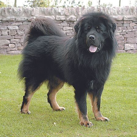 チベタン・マスティフ