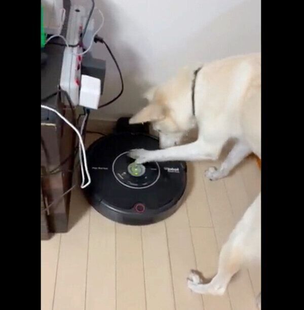 ルンバにちょっかいを出すハクちゃん