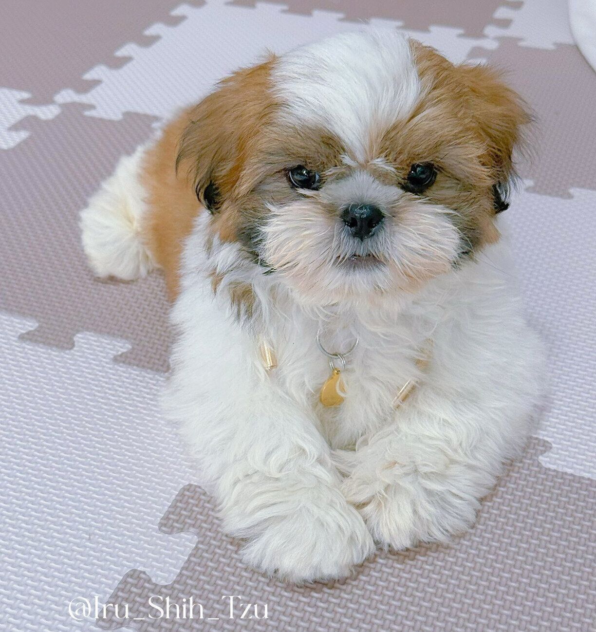 お迎えして間もないころのイルくん