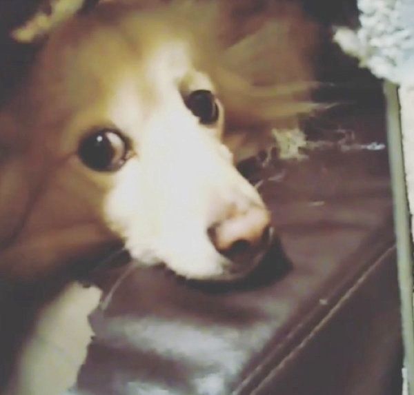 布団にこもる犬