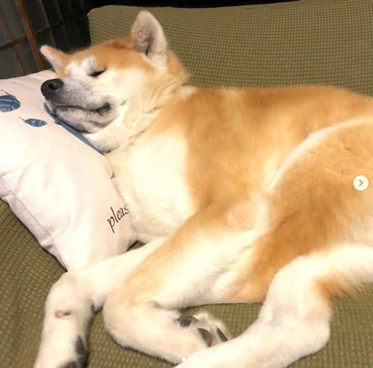 かわいいけどなんか笑える おじさんみたいな犬の仕草 表情 いぬのきもちweb Magazine かわいいけどなんか笑える おじさんみたいな犬の仕草 表情 いぬのきもちweb Magazine