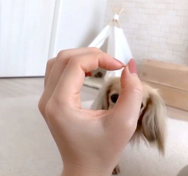 近づいてくるうにちゃん