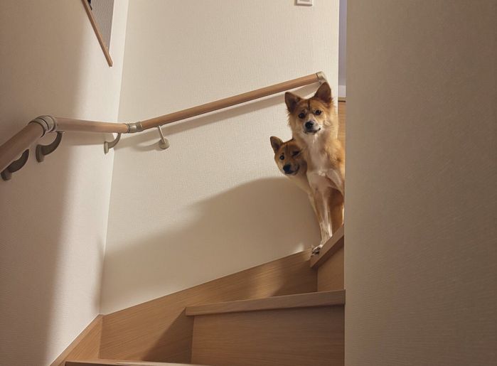 帰宅した飼い主さんを見つめるまろちゃん、なのちゃん