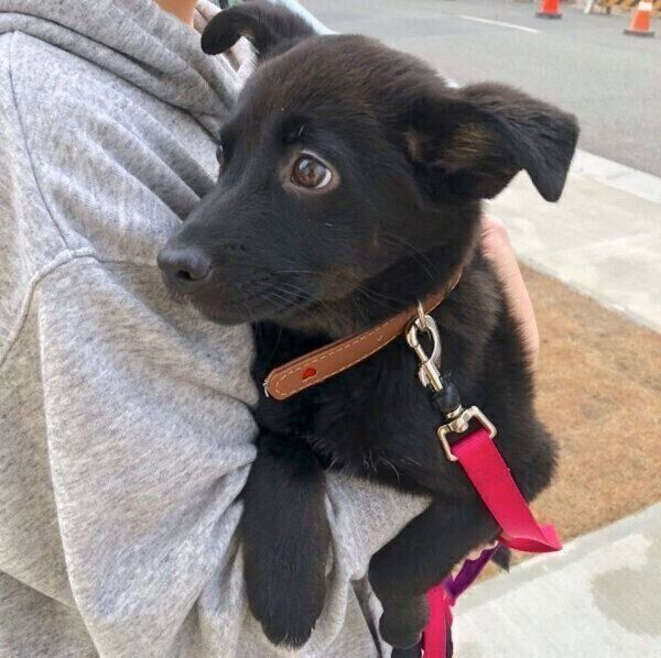 抱っこ散歩をするはなちゃん