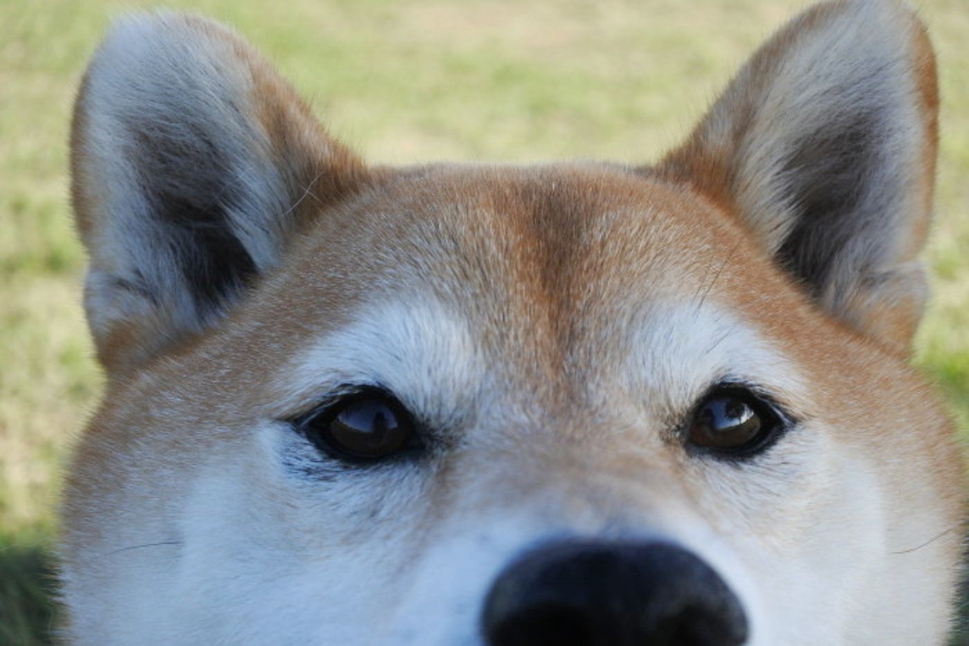 犬に霊感はある なし 柴犬マロたんに見えたものとは いぬのきもちweb Magazine 犬に霊感はある なし 柴犬マロたんに見えたものとは いぬのきもちweb Magazine