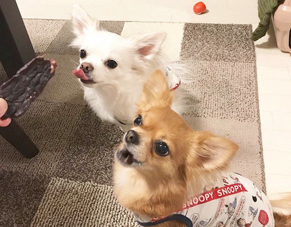 見つめるチワワ