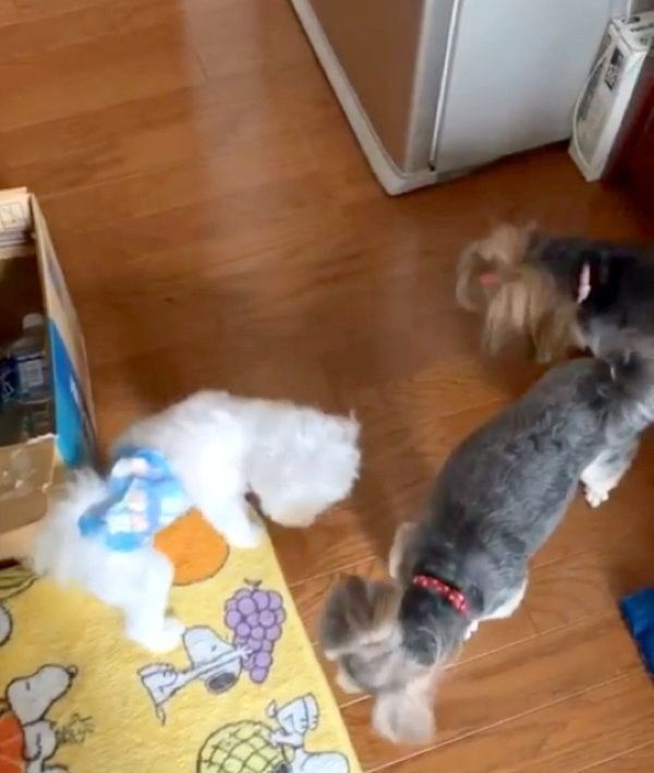 レタスをゲットしようとする犬