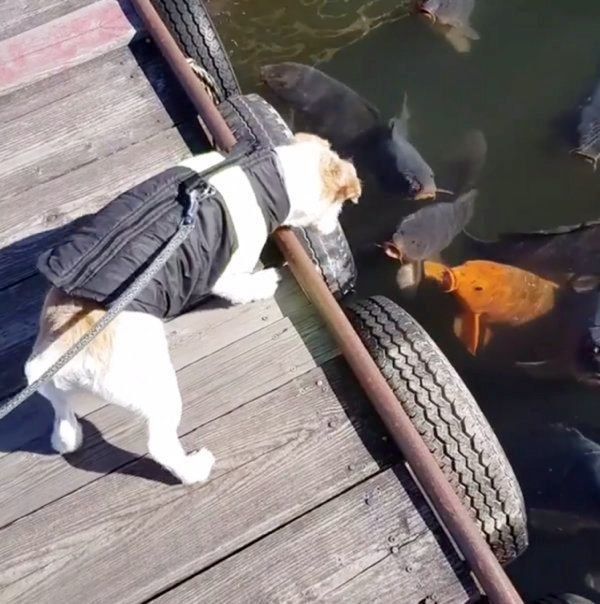 水面を覗き込むジャック・ラッセル・テリア