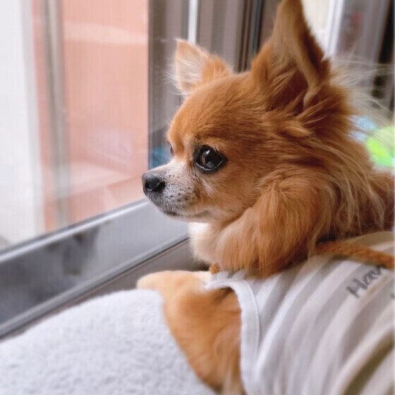 チワワのナッツちゃん