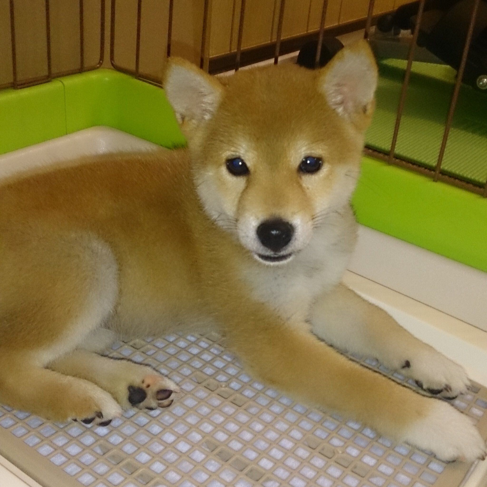 子犬時代のたまじろうくん