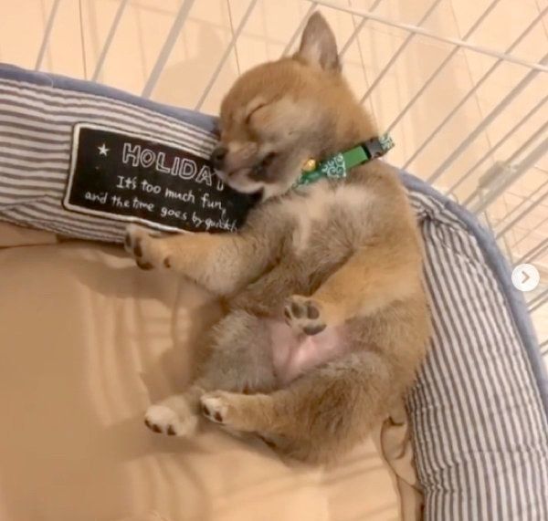 熟睡する富くん