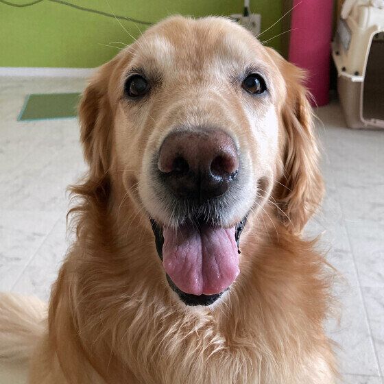 犬の血尿はなぜ起こる？ 原因と対処法について獣医師に聞いてみた いぬのきもち