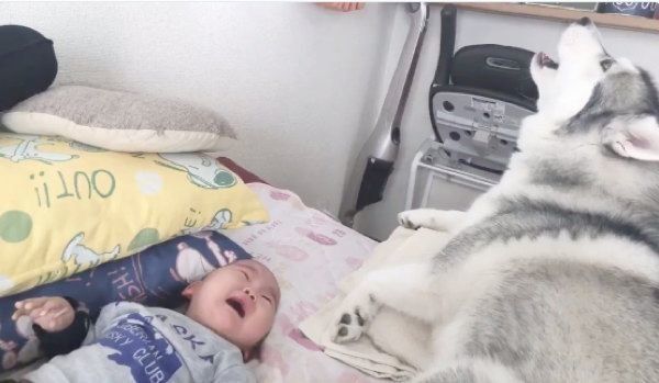 ギャン泣きするこつるくんと、共鳴するかのように遠吠えするアルカちゃん