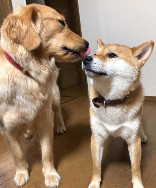 仲良しな貞春くん、ひまわりちゃん