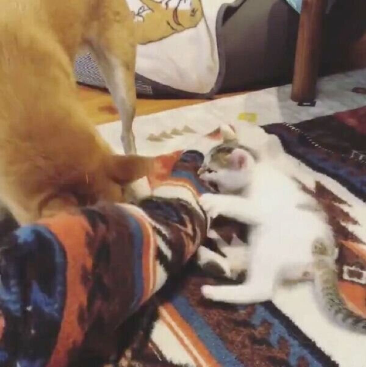 暴れる猫に 巻き取る 攻撃で反撃をする柴犬 小さいものへの優しくて賢すぎる方法が感動的だった いぬのきもちweb Magazine 暴れる猫に 巻き取る 攻撃で反撃をする柴犬 小さいものへの優しくて賢すぎる方法が感動的だった いぬのきもちweb Magazine