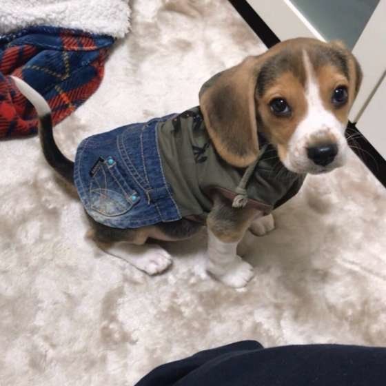 やんちゃなビーグル