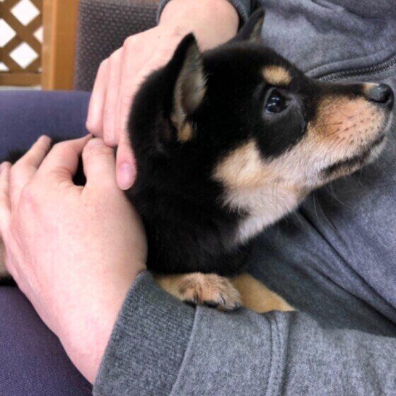 抱っこされる柴