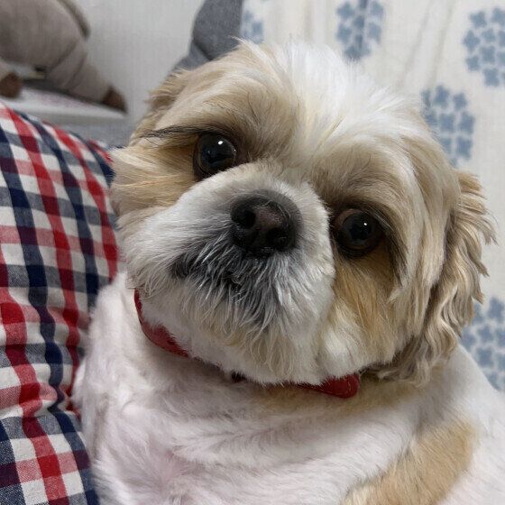 シーくん（シー・ズー）