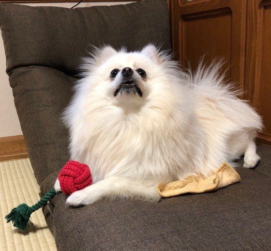 おもちゃ持ってるポメラニアン