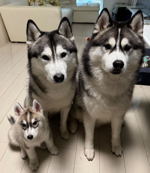 集まる3頭