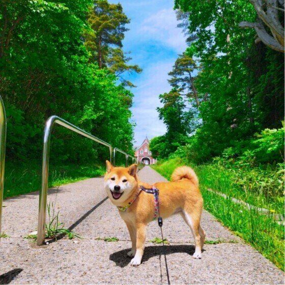 犬が雷や花火を怖がる理由と対応　雷・花火が苦手なコの対策を獣医師に聞いた いぬのきもち