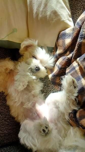 マルチーズのWILLくん