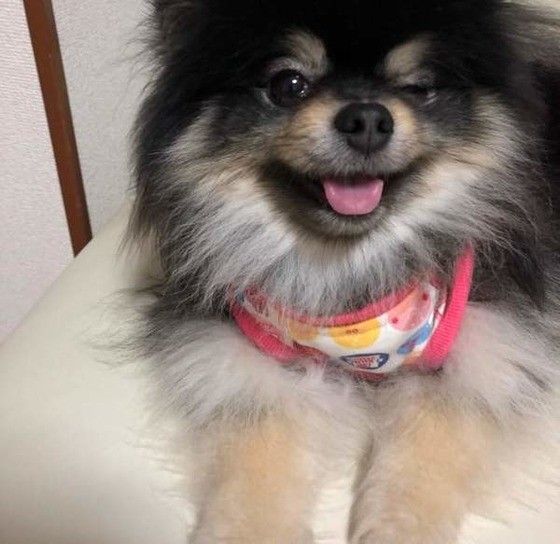 ポメラニアンの適正体重はどれくらい 日々できる体重管理法を解説 いぬのきもちweb Magazine