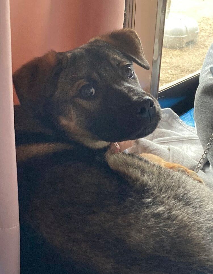 お迎え当時は夜になると吠えてしまっていたというころくくん