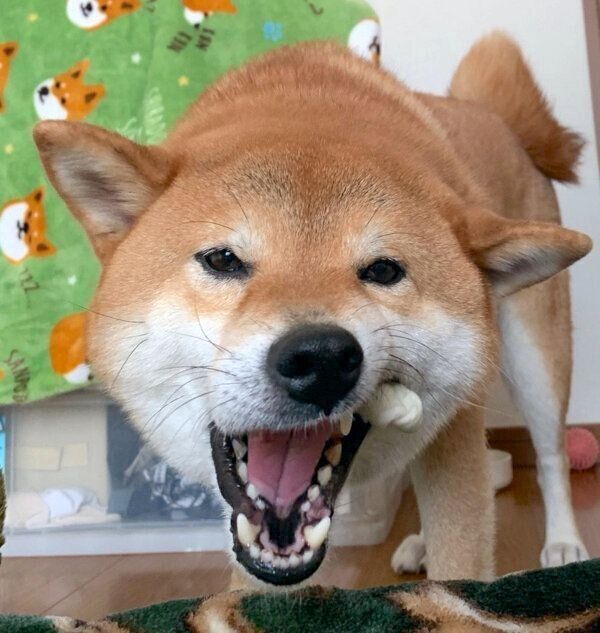 ガムを噛む銀次くん